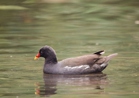 Red-fronted Coot, Epe Zoo  Common Moorhen,Epe,Europe,Gallinula chloropus,Geotagged,Netherlands,The Netherlands,Wissel