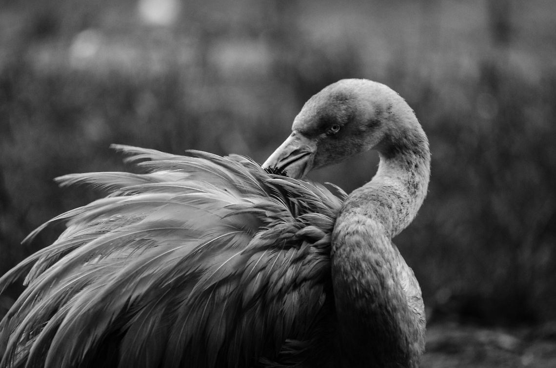 Chilean Flamingo portrait (B&W), Epe Zoo  Chilean Flamingo,Epe,Europe,Geotagged,Netherlands,Phoenicopterus chilensis,The Netherlands,Wissel