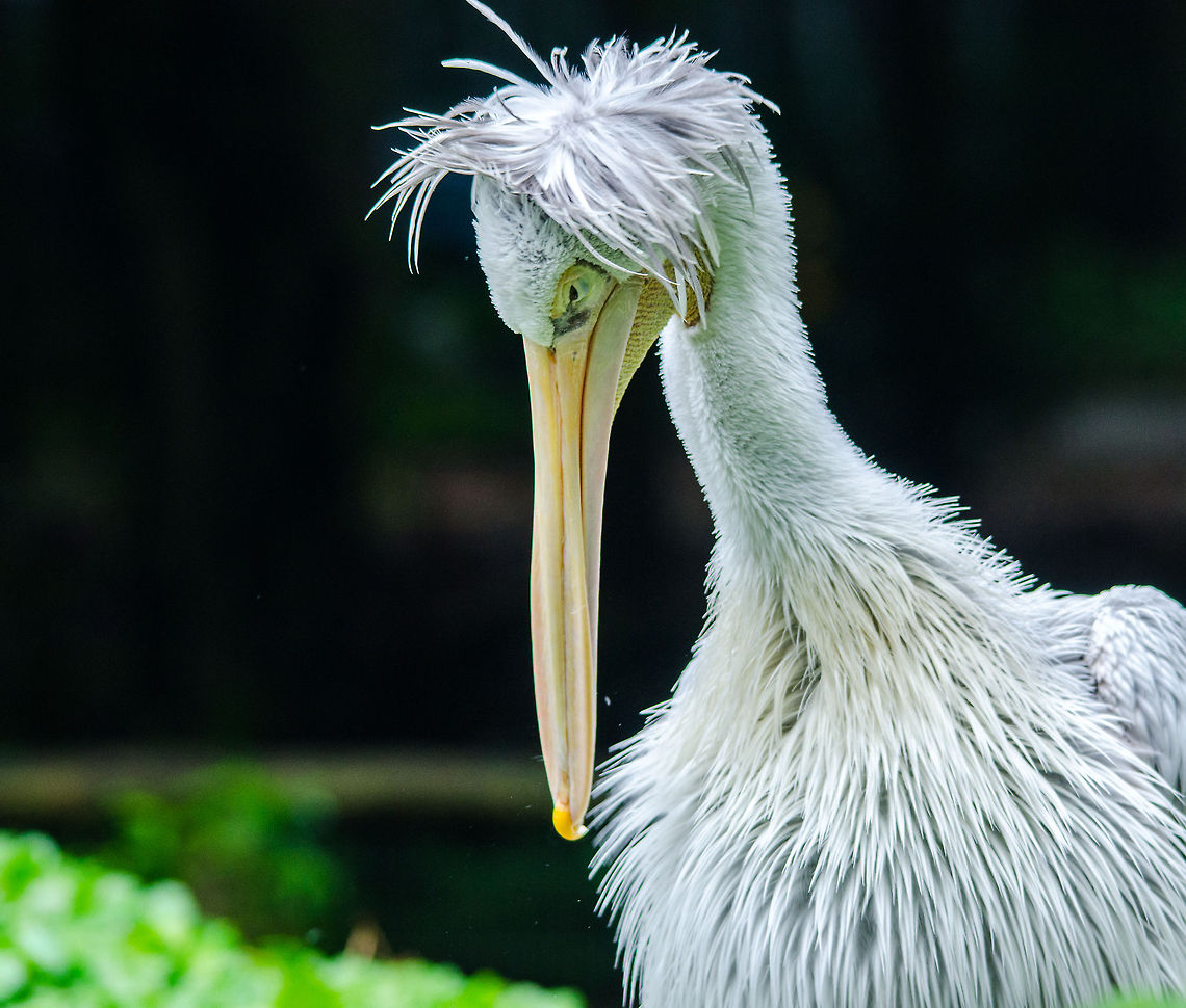 Pink-backed Pelican, Epe Zoo  Epe,Europe,Geotagged,Netherlands,Pelecanus rufescens,Pink-backed Pelican,The Netherlands,Wissel