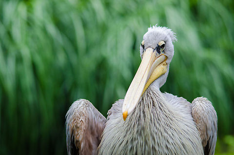 Pink-backed Pelican, Epe Zoo - 2  Epe,Europe,Geotagged,Netherlands,Pelecanus rufescens,Pink-backed Pelican,The Netherlands,Wissel