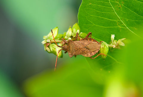 Dock bug, Heesch, Netherlands Found in our garden. Coreus marginatus,Dock bug,Heesch,Netherlands