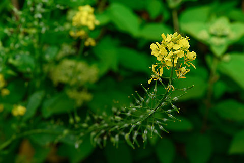 White Mustard, Heesch, Netherlands Cultivated.
https://www.jungledragon.com/image/162302/white_mustard_-_seed_pods_heesch_netherlands.html Heesch,Netherlands,Sinapis alba,White mustard