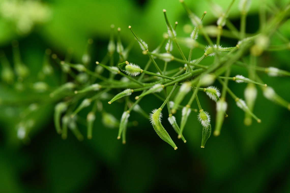 White Mustard - seed pods, Heesch, Netherlands Cultivated.<br />
<figure class="photo"><a href="https://www.jungledragon.com/image/162301/white_mustard_heesch_netherlands.html" title="White Mustard, Heesch, Netherlands"><img src="https://s3.amazonaws.com/media.jungledragon.com/images/2/162301_thumb.jpg?AWSAccessKeyId=05GMT0V3GWVNE7GGM1R2&Expires=1759968010&Signature=oTu3VNFN5YCIaDJWza7SEEs1iZ8%3D" width="200" height="134" alt="White Mustard, Heesch, Netherlands Cultivated.<br />
https://www.jungledragon.com/image/162302/white_mustard_-_seed_pods_heesch_netherlands.html Heesch,Netherlands,Sinapis alba,White mustard" /></a></figure> Heesch,Netherlands,Sinapis alba,White mustard