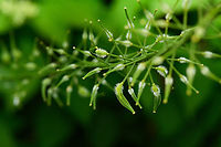 White Mustard - seed pods, Heesch, Netherlands Cultivated.<br />
https://www.jungledragon.com/image/162301/white_mustard_heesch_netherlands.html Heesch,Netherlands,Sinapis alba,White mustard