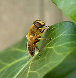 Common Drone Fly - side view, Heesch, Netherlands https://www.jungledragon.com/image/162304/common_drone_fly_heesch_netherlands.html Common Drone Fly,Eristalis tenax,Heesch,Netherlands