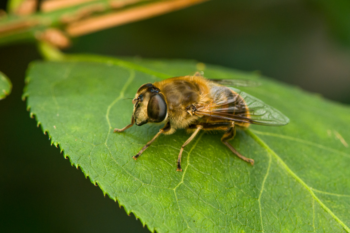 Common Drone Fly, Heesch, Netherlands <figure class="photo"><a href="https://www.jungledragon.com/image/162303/common_drone_fly_-_side_view_heesch_netherlands.html" title="Common Drone Fly - side view, Heesch, Netherlands"><img src="https://s3.amazonaws.com/media.jungledragon.com/images/2/162303_thumb.jpg?AWSAccessKeyId=05GMT0V3GWVNE7GGM1R2&Expires=1759968010&Signature=sLltghJHWzT7s4OMbLAT90KRLR4%3D" width="148" height="152" alt="Common Drone Fly - side view, Heesch, Netherlands https://www.jungledragon.com/image/162304/common_drone_fly_heesch_netherlands.html Common Drone Fly,Eristalis tenax,Heesch,Netherlands" /></a></figure> Common Drone Fly,Eristalis tenax,Heesch,Netherlands