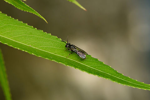 Sawfly or Sweat bee, Heesch, Netherlands Overall appearance matches that of a sawfly but the antennae suggest it might be a sweat bee instead. Heesch,Netherlands