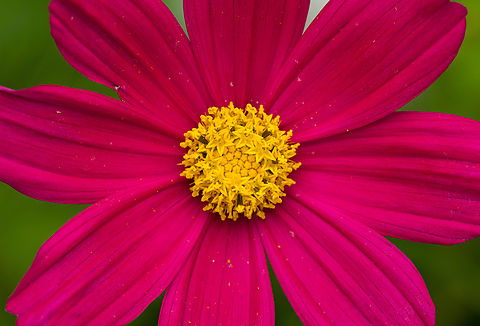 Garden Cosmos, Heesch, Netherlands Cultivated. Cosmos bipinnatus,Garden Cosmos,Heesch,Netherlands