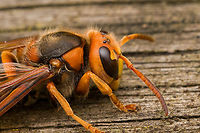 European Hornet, Heesch, Netherlands An impressively sized insect. This is basically our pet hornet. It is nesting right above our office window in a gap between bricks. All day long it's making trips from the nest to the roof of one of our bird feeders. The roof consists of soft rotten reed which the hornet collects for nest building. I just generally let it be. On this day I was lucky to find it in a calm and approachable mood.<br />
https://www.jungledragon.com/image/162317/european_hornet_-_side_view_heesch_netherlands.html<br />
https://www.jungledragon.com/image/162315/european_hornet_heesch_netherlands.html<br />
https://www.jungledragon.com/image/162316/european_hornet_-_frontal_heesch_netherlands.html<br />
https://www.jungledragon.com/image/162318/european_hornet_-_overview_heesch_netherlands.html<br />
https://www.youtube.com/watch?v=9XecW1ZX5nM European Hornet,Heesch,Netherlands,Vespa crabro