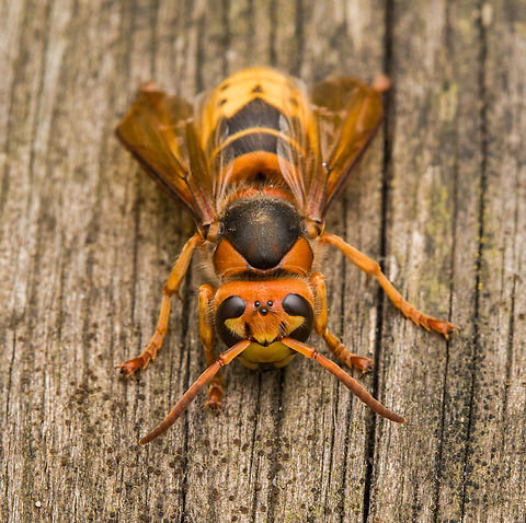 European Hornet - frontal, Heesch, Netherlands An impressively sized insect. This is basically our pet hornet. It is nesting right above our office window in a gap between bricks. All day long it's making trips from the nest to the roof of one of our bird feeders. The roof consists of soft rotten reed which the hornet collects for nest building. I just generally let it be. On this day I was lucky to find it in a calm and approachable mood.
https://www.jungledragon.com/image/162317/european_hornet_-_side_view_heesch_netherlands.html
https://www.jungledragon.com/image/162315/european_hornet_heesch_netherlands.html
https://www.jungledragon.com/image/162316/european_hornet_-_frontal_heesch_netherlands.html
https://www.jungledragon.com/image/162318/european_hornet_-_overview_heesch_netherlands.html
https://www.youtube.com/watch?v=9XecW1ZX5nM European Hornet,Heesch,Netherlands,Vespa crabro