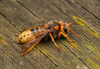 European Hornet - side view, Heesch, Netherlands An impressively sized insect. This is basically our pet hornet. It is nesting right above our office window in a gap between bricks. All day long it's making trips from the nest to the roof of one of our bird feeders. The roof consists of soft rotten reed which the hornet collects for nest building. I just generally let it be. On this day I was lucky to find it in a calm and approachable mood.<br />
https://www.jungledragon.com/image/162317/european_hornet_-_side_view_heesch_netherlands.html<br />
https://www.jungledragon.com/image/162315/european_hornet_heesch_netherlands.html<br />
https://www.jungledragon.com/image/162316/european_hornet_-_frontal_heesch_netherlands.html<br />
https://www.jungledragon.com/image/162318/european_hornet_-_overview_heesch_netherlands.html<br />
https://www.youtube.com/watch?v=9XecW1ZX5nM European Hornet,Heesch,Netherlands,Vespa crabro