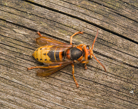 European Hornet - overview, Heesch, Netherlands An impressively sized insect. This is basically our pet hornet. It is nesting right above our office window in a gap between bricks. All day long it's making trips from the nest to the roof of one of our bird feeders. The roof consists of soft rotten reed which the hornet collects for nest building. I just generally let it be. On this day I was lucky to find it in a calm and approachable mood.
https://www.jungledragon.com/image/162317/european_hornet_-_side_view_heesch_netherlands.html
https://www.jungledragon.com/image/162315/european_hornet_heesch_netherlands.html
https://www.jungledragon.com/image/162316/european_hornet_-_frontal_heesch_netherlands.html
https://www.jungledragon.com/image/162318/european_hornet_-_overview_heesch_netherlands.html
https://www.youtube.com/watch?v=9XecW1ZX5nM European Hornet,Heesch,Netherlands,Vespa crabro