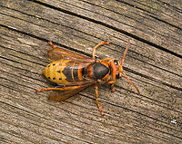 European Hornet - overview, Heesch, Netherlands An impressively sized insect. This is basically our pet hornet. It is nesting right above our office window in a gap between bricks. All day long it's making trips from the nest to the roof of one of our bird feeders. The roof consists of soft rotten reed which the hornet collects for nest building. I just generally let it be. On this day I was lucky to find it in a calm and approachable mood.<br />
https://www.jungledragon.com/image/162317/european_hornet_-_side_view_heesch_netherlands.html<br />
https://www.jungledragon.com/image/162315/european_hornet_heesch_netherlands.html<br />
https://www.jungledragon.com/image/162316/european_hornet_-_frontal_heesch_netherlands.html<br />
https://www.jungledragon.com/image/162318/european_hornet_-_overview_heesch_netherlands.html<br />
https://www.youtube.com/watch?v=9XecW1ZX5nM European Hornet,Heesch,Netherlands,Vespa crabro