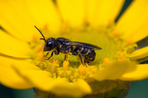 Large-headed Armoured-Resin Bee, Heesch, Netherlands https://www.jungledragon.com/image/162344/chelostoma_rapunculi_-_overview_heesch_netherlands.html Heesch,Heriades truncorum,Large-headed resin bee,Netherlands