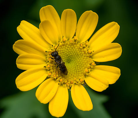 Large-headed Armoured-Resin Bee - overview, Heesch, Netherlands https://www.jungledragon.com/image/162342/chelostoma_rapunculi_heesch_netherlands.html Heesch,Heriades truncorum,Large-headed Armoured-Resin Bee,Netherlands
