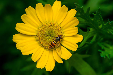 Marmalade Hover Fly on Glebionis segetum https://www.jungledragon.com/image/162350/marmalade_hover_fly_on_glebionis_segetum_-_side_view.html Episyrphus balteatus,Heesch,Marmalade Hover Fly,Netherlands