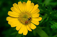Marmalade Hover Fly on Glebionis segetum https://www.jungledragon.com/image/162350/marmalade_hover_fly_on_glebionis_segetum_-_side_view.html Episyrphus balteatus,Heesch,Marmalade Hover Fly,Netherlands