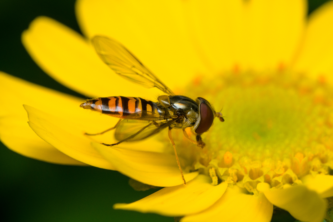 Marmalade Hover Fly on Glebionis segetum - side view <figure class="photo"><a href="https://www.jungledragon.com/image/162349/marmalade_hover_fly_on_glebionis_segetum.html" title="Marmalade Hover Fly on Glebionis segetum"><img src="https://s3.amazonaws.com/media.jungledragon.com/images/2/162349_thumb.jpg?AWSAccessKeyId=05GMT0V3GWVNE7GGM1R2&Expires=1759968010&Signature=2SpooYID9Okg7tFsw2hQIkhxy5E%3D" width="200" height="134" alt="Marmalade Hover Fly on Glebionis segetum https://www.jungledragon.com/image/162350/marmalade_hover_fly_on_glebionis_segetum_-_side_view.html Episyrphus balteatus,Heesch,Marmalade Hover Fly,Netherlands" /></a></figure> Episyrphus balteatus,Heesch,Marmalade Hover Fly,Netherlands