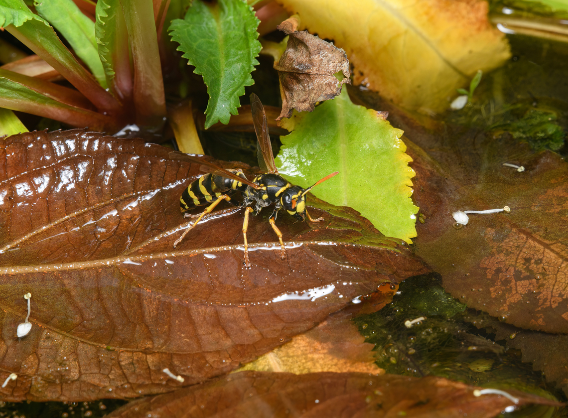 European paper wasp, Heesch, Netherlands This wasp makes a regular visit to the mini pond in our garden to re-hydrate. In Dutch we call it the "French field wasp" which hints at its native range. The species has been expanding North, and is very successful at it for several reasons. It's a food generalist, has a short development cycle, isn't typically targeted by birds. Further, it has far less conflicts with people as it's not interested in our sugary food and drinks, unlike other European wasps.<br />
<br />
Fun fact about this species is the lazy flight where it hangs it legs during flight, instead of retracting them. European paper wasp,Heesch,Netherlands,Polistes dominula