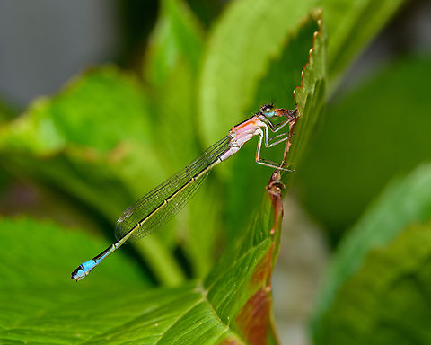 Ischnura elegans, Heesch, Netherlands Found in our garden. This is the female, which has a very variable thorax color. Blue-tailed damselfly,Heesch,Ischnura elegans,Netherlands