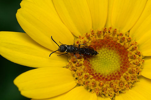 Sapygina decemguttata - overview, Heesch, Netherlands https://www.jungledragon.com/image/162412/sapygina_decemguttata_heesch_netherlands.html
In Dutch named the "small club horn wasp". This small black wasp is a brood parasite of bees in the Megachilidae family, such as this one:

https://www.jungledragon.com/image/162342/large-headed_armoured-resin_bee_heesch_netherlands.html Heesch,Netherlands,Sapygina decemguttata