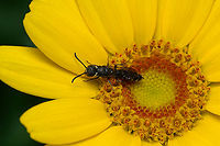 Sapygina decemguttata - overview, Heesch, Netherlands https://www.jungledragon.com/image/162412/sapygina_decemguttata_heesch_netherlands.html<br />
In Dutch named the "small club horn wasp". This small black wasp is a brood parasite of bees in the Megachilidae family, such as this one:<br />
<br />
https://www.jungledragon.com/image/162342/large-headed_armoured-resin_bee_heesch_netherlands.html Heesch,Netherlands,Sapygina decemguttata