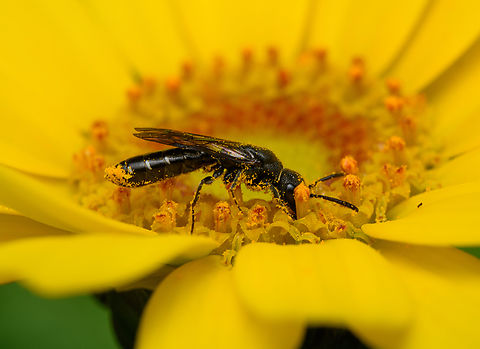 Sapygina decemguttata