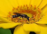 Sapygina decemguttata, Heesch, Netherlands https://www.jungledragon.com/image/162411/sapygina_decemguttata_-_overview_heesch_netherlands.html<br />
In Dutch named the "small club horn wasp". This small black wasp is a brood parasite of bees in the Megachilidae family, such as this one:<br />
<br />
https://www.jungledragon.com/image/162342/large-headed_armoured-resin_bee_heesch_netherlands.html Heesch,Netherlands,Sapygina decemguttata