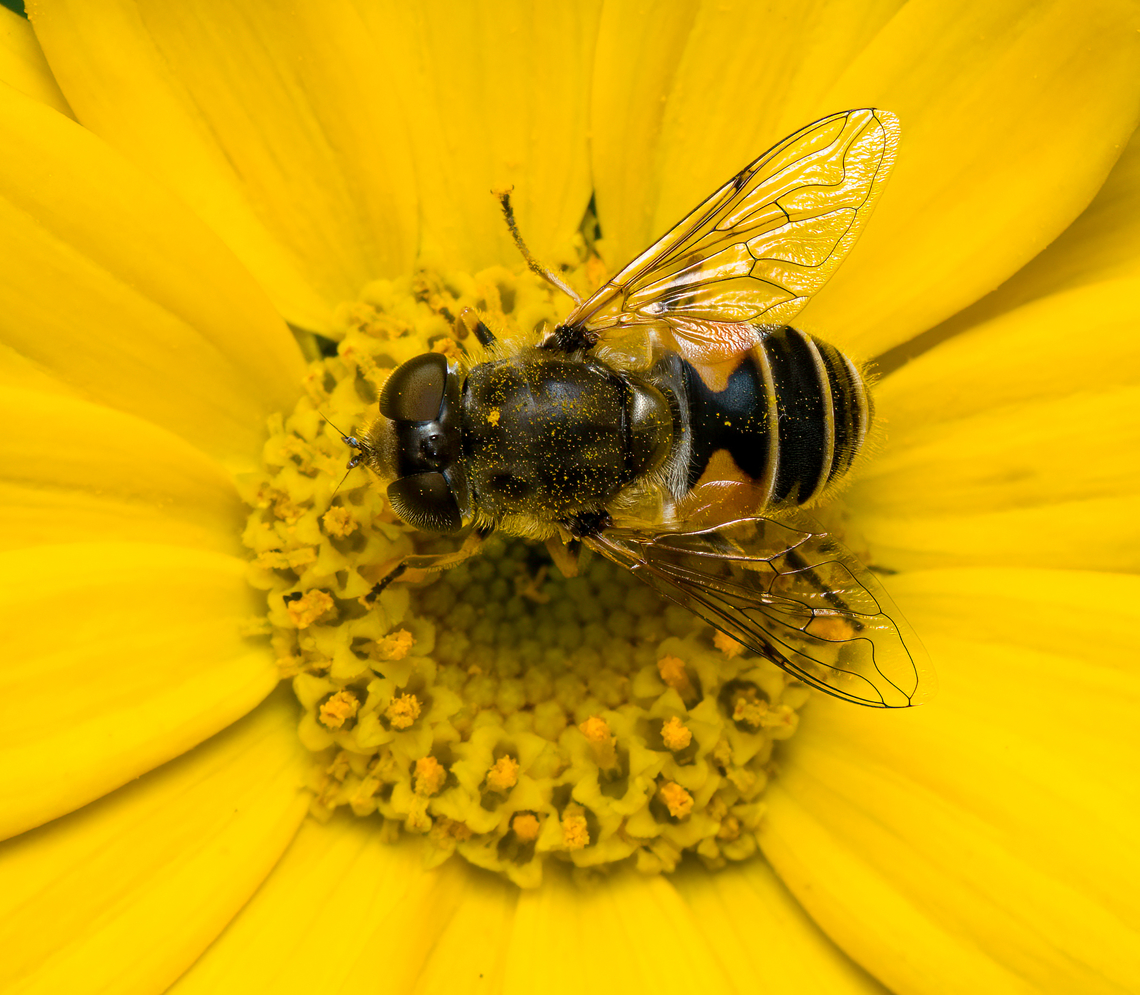 Eristalis arbustorum, Heesch, Netherlands  Eristalis arbustorum,European Drone Fly,Heesch,Netherlands