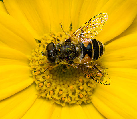 Eristalis arbustorum, Heesch, Netherlands  Eristalis arbustorum,European Drone Fly,Heesch,Netherlands