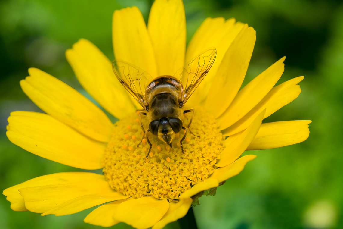 Eristalis arbustorum - frontal, Heesch, Netherlands  Eristalis arbustorum,Eurasian Drone Fly,Heesch,Netherlands
