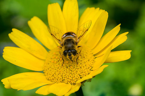 Eristalis arbustorum - frontal, Heesch, Netherlands  Eristalis arbustorum,Eurasian Drone Fly,Heesch,Netherlands
