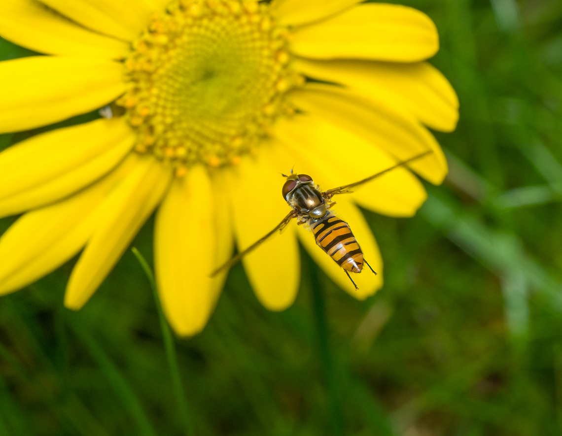 Marmalade Hover Fly in flight, Heesch, Netherlands Just before landing on Glebionis segetum. Episyrphus balteatus,Heesch,Marmalade Hover Fly,Netherlands