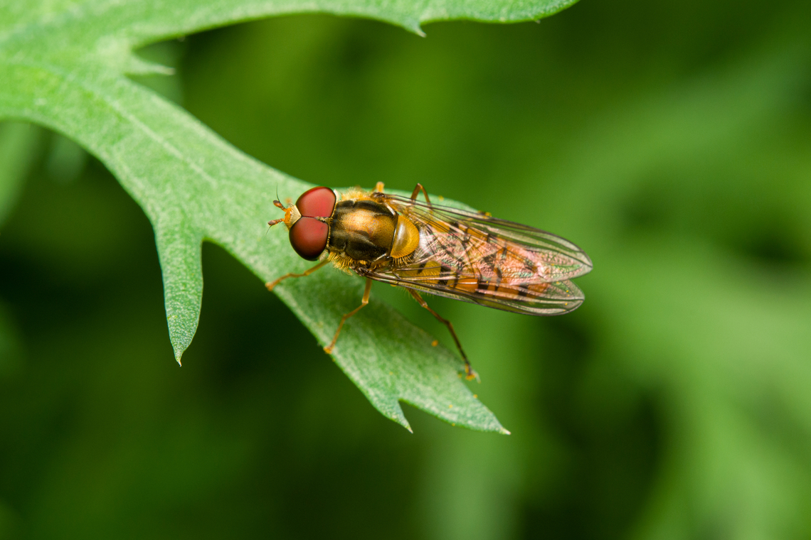 Marmalade Hover, Heesch, Netherlands  Episyrphus balteatus,Heesch,Marmalade Hover Fly,Netherlands