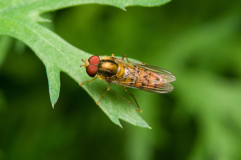 Marmalade Hover, Heesch, Netherlands  Episyrphus balteatus,Heesch,Marmalade Hover Fly,Netherlands