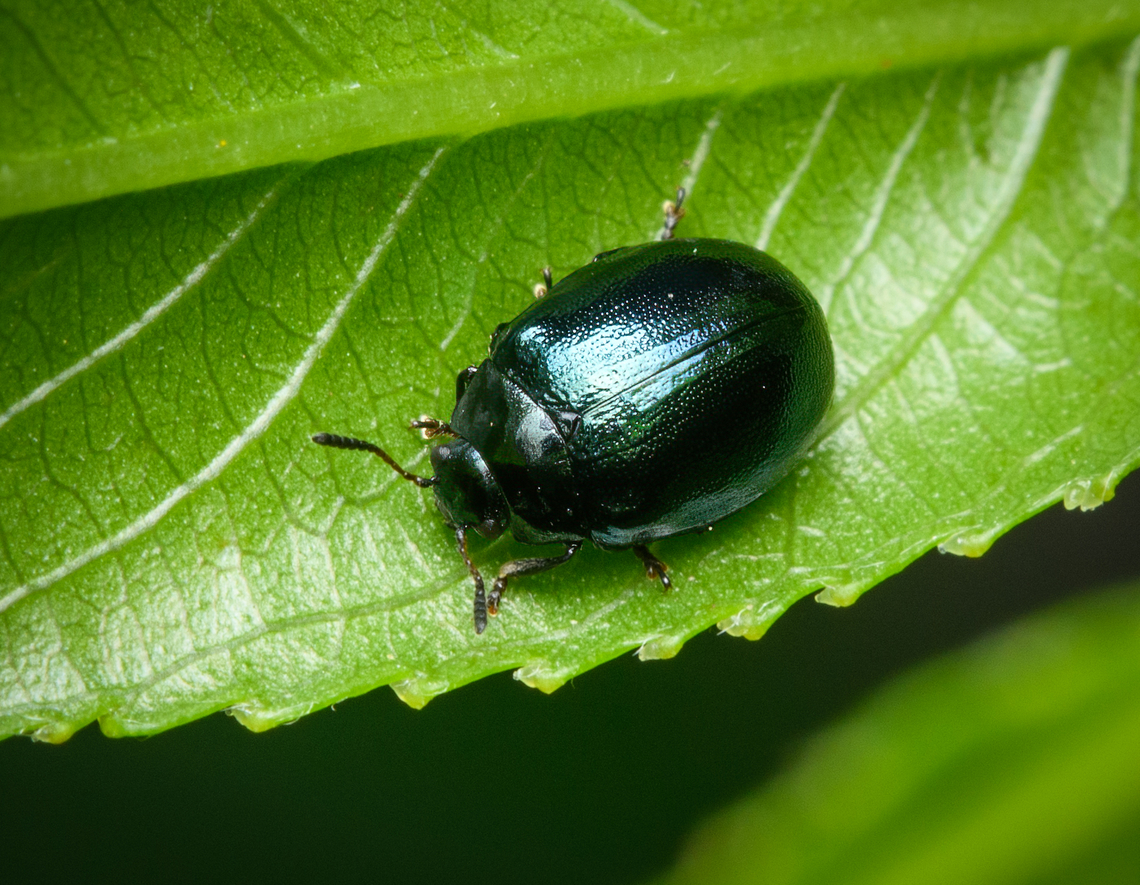 Plagiodera versicolora, Heesch, Netherlands 2.5-4.8mm in size. Larvae found in same garden:<br />
<figure class="photo"><a href="https://www.jungledragon.com/image/162436/plagiodera_versicolora_larvae_heesch_netherlands.html" title="Plagiodera versicolora larvae, Heesch, Netherlands"><img src="https://s3.amazonaws.com/media.jungledragon.com/images/2/162436_thumb.jpg?AWSAccessKeyId=05GMT0V3GWVNE7GGM1R2&Expires=1769040010&Signature=loOKFjeVwgOuqE0LcSJvsqDcW7c%3D" width="200" height="130" alt="Plagiodera versicolora larvae, Heesch, Netherlands Found in our garden on the under side of a leaf. Adult:<br />
https://www.jungledragon.com/image/162435/plagiodera_versicolora_heesch_netherlands.html Heesch,Netherlands,Plagiodera versicolora,Willow Leaf Beetle" /></a></figure> Heesch,Netherlands,Plagiodera versicolora,Willow Leaf Beetle