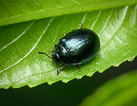 Plagiodera versicolora, Heesch, Netherlands 2.5-4.8mm in size. Larvae found in same garden:<br />
https://www.jungledragon.com/image/162436/plagiodera_versicolora_larvae_heesch_netherlands.html Heesch,Netherlands,Plagiodera versicolora,Willow Leaf Beetle