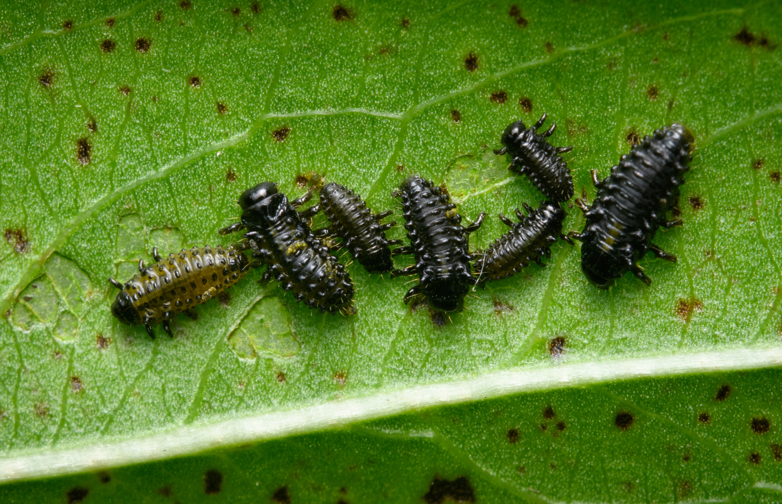 Plagiodera versicolora larvae, Heesch, Netherlands Found in our garden on the under side of a leaf. Adult:<br />
<figure class="photo"><a href="https://www.jungledragon.com/image/162435/plagiodera_versicolora_heesch_netherlands.html" title="Plagiodera versicolora, Heesch, Netherlands"><img src="https://s3.amazonaws.com/media.jungledragon.com/images/2/162435_thumb.jpg?AWSAccessKeyId=05GMT0V3GWVNE7GGM1R2&Expires=1759968010&Signature=IpdOu2vkB2dZ2dDtch9wNvBDVB0%3D" width="200" height="156" alt="Plagiodera versicolora, Heesch, Netherlands 2.5-4.8mm in size. Larvae found in same garden:<br />
https://www.jungledragon.com/image/162436/plagiodera_versicolora_larvae_heesch_netherlands.html Heesch,Netherlands,Plagiodera versicolora,Willow Leaf Beetle" /></a></figure> Heesch,Netherlands,Plagiodera versicolora,Willow Leaf Beetle