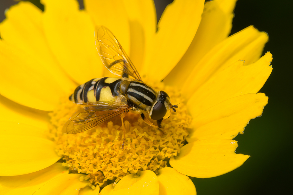 Helophilus trivittatus, Heesch, Netherlands  Heesch,Helophilus trivittatus,Netherlands,Trivittate Marsh Fly