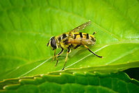 Myathropa florea, Heesch, Netherlands https://www.jungledragon.com/image/162438/myathropa_florea_-_frontal_heesch_netherlands.html Heesch,Myathropa florea,Netherlands,Yellow-haired Sun Fly