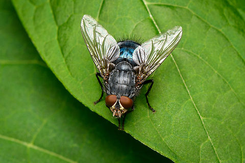 Blue Blowfly, Heesch, Netherlands  Blue Blowfly,Calliphora vicina,Heesch,Macro,Netherlands