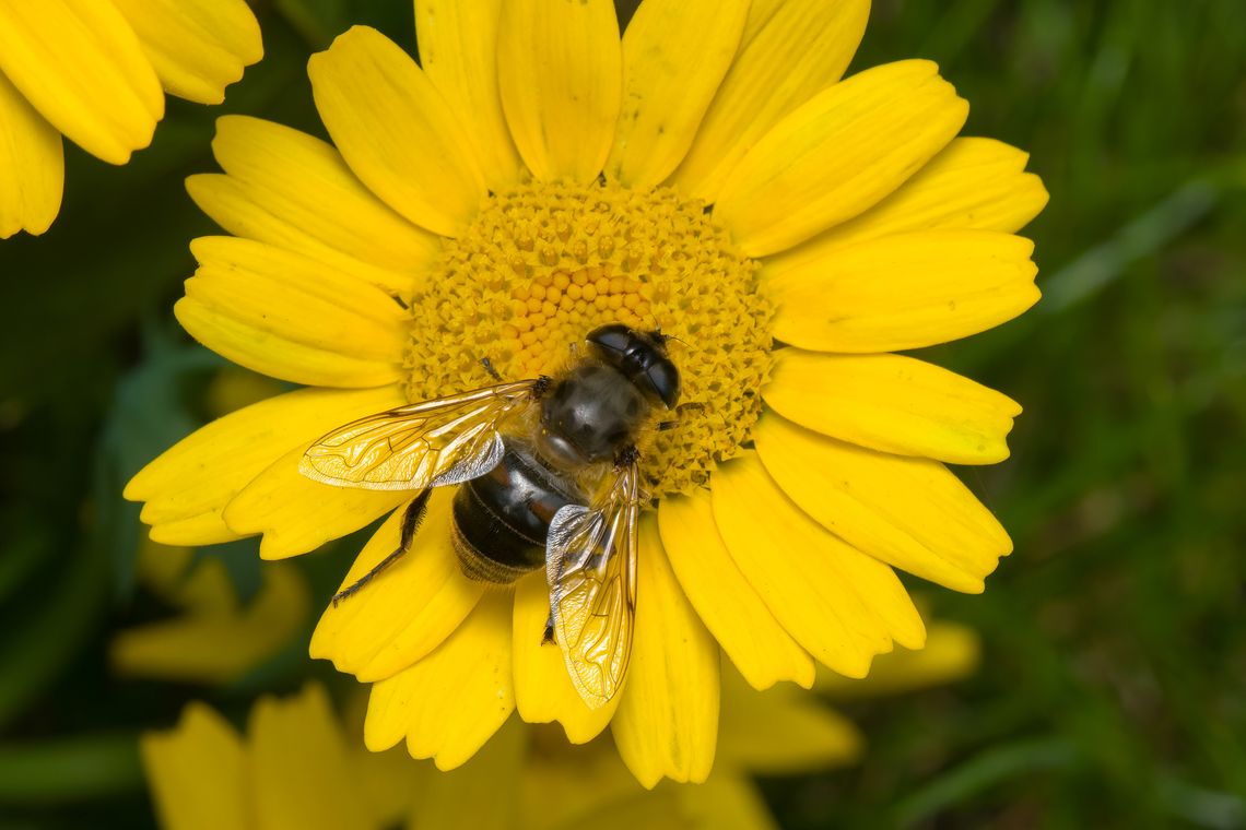 Eristalis tenax, Heesch, Netherlands  Common Drone Fly,Eristalis tenax,Heesch,Netherlands