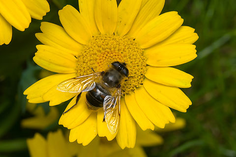Eristalis tenax, Heesch, Netherlands  Common Drone Fly,Eristalis tenax,Heesch,Netherlands