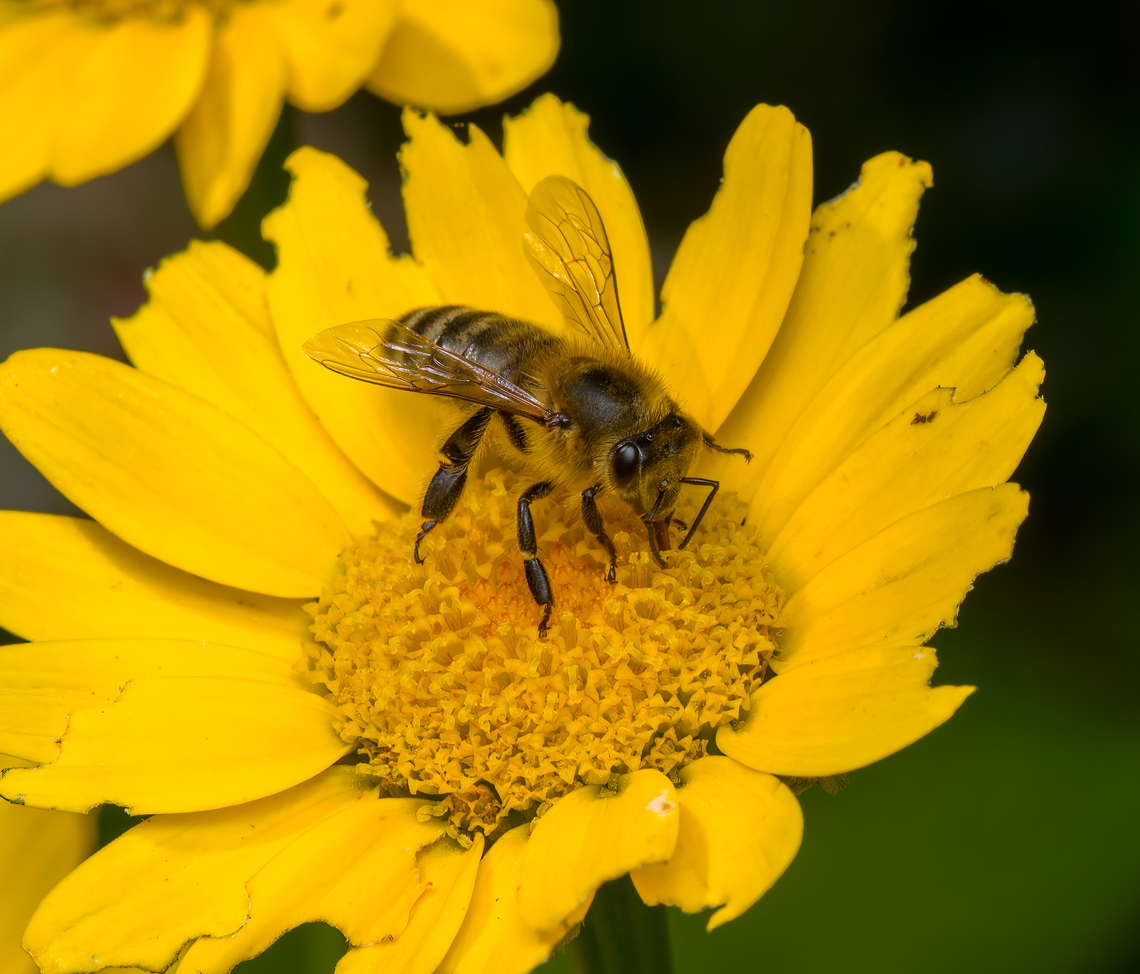 Western Honey Bee, Heesch, Netherlands  Apis mellifera,Heesch,Netherlands,Western honey bee