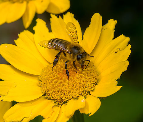 Western Honey Bee, Heesch, Netherlands  Apis mellifera,Heesch,Netherlands,Western honey bee