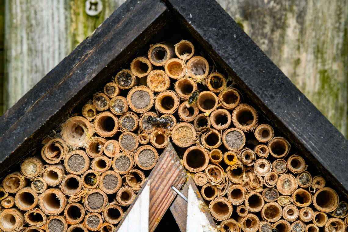 Heriades truncorum at insect hotel, Netherlands This image is deeply zoomable and shows part of one of my insect hotels in the garden. This one features tubes at 5mm and smaller, and is well used this season. It mostly attracts small bees in the Megachilidae family that include Resin bees. These bees collect pollen via hairs on their underside. Example:<br />
<figure class="photo"><a href="https://www.jungledragon.com/image/162342/large-headed_armoured-resin_bee_heesch_netherlands.html" title="Large-headed Armoured-Resin Bee, Heesch, Netherlands"><img src="https://s3.amazonaws.com/media.jungledragon.com/images/2/162342_thumb.jpg?AWSAccessKeyId=05GMT0V3GWVNE7GGM1R2&Expires=1759968010&Signature=r2lZsXcc6MT6QqjBfso4qFdMFlQ%3D" width="200" height="134" alt="Large-headed Armoured-Resin Bee, Heesch, Netherlands https://www.jungledragon.com/image/162344/chelostoma_rapunculi_-_overview_heesch_netherlands.html Heesch,Heriades truncorum,Large-headed resin bee,Netherlands" /></a></figure><br />
Where resin bees go, brood parasites follow, such as this species:<br />
<br />
<figure class="photo"><a href="https://www.jungledragon.com/image/162412/sapygina_decemguttata_heesch_netherlands.html" title="Sapygina decemguttata, Heesch, Netherlands"><img src="https://s3.amazonaws.com/media.jungledragon.com/images/2/162412_thumb.jpg?AWSAccessKeyId=05GMT0V3GWVNE7GGM1R2&Expires=1759968010&Signature=K%2F8WGWj2nphgfcBAnAZ5ky1n%2Bu0%3D" width="200" height="146" alt="Sapygina decemguttata, Heesch, Netherlands https://www.jungledragon.com/image/162411/sapygina_decemguttata_-_overview_heesch_netherlands.html<br />
In Dutch named the "small club horn wasp". This small black wasp is a brood parasite of bees in the Megachilidae family, such as this one:<br />
<br />
https://www.jungledragon.com/image/162342/large-headed_armoured-resin_bee_heesch_netherlands.html Heesch,Netherlands,Sapygina decemguttata" /></a></figure><br />
I'm most of all sharing the image as reference to be used later. I'm intrigued by the different types of mud used to fill the tubes, these should correspond to different species.<br />
<br />
I have several insect hotels with larger tubes (5mm - 10mm) but they're very unsuccessful this season. I'm not sure why, could be due to the extremely wet season this year. Heesch,Heriades truncorum,Large-headed Armoured-Resin Bee,Netherlands