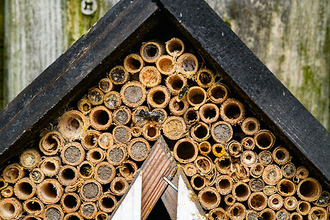 Heriades truncorum at insect hotel, Netherlands This image is deeply zoomable and shows part of one of my insect hotels in the garden. This one features tubes at 5mm and smaller, and is well used this season. It mostly attracts small bees in the Megachilidae family that include Resin bees. These bees collect pollen via hairs on their underside. Example:
https://www.jungledragon.com/image/162342/large-headed_armoured-resin_bee_heesch_netherlands.html
Where resin bees go, brood parasites follow, such as this species:

https://www.jungledragon.com/image/162412/sapygina_decemguttata_heesch_netherlands.html
I'm most of all sharing the image as reference to be used later. I'm intrigued by the different types of mud used to fill the tubes, these should correspond to different species.

I have several insect hotels with larger tubes (5mm - 10mm) but they're very unsuccessful this season. I'm not sure why, could be due to the extremely wet season this year. Heesch,Heriades truncorum,Large-headed Armoured-Resin Bee,Netherlands