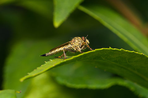 Machimus cingulatus, Heesch, Netherlands  Heesch,Machimus cingulatus,Macro,Netherlands