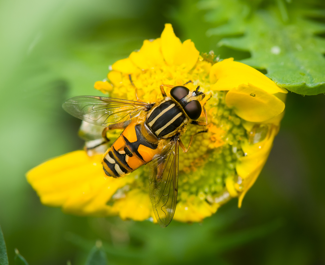 Helophilus pendulus, Heesch, Netherlands  Heesch,Helophilus pendulus,Macro,Netherlands,Sun Fly