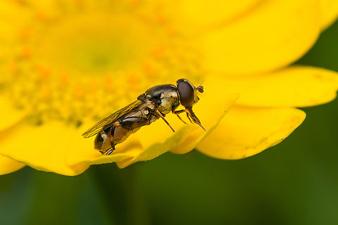 Thick-legged hoverfly, Heesch, Netherlands Easy to identify by the thick hind legs. Heesch,Macro,Netherlands,Syritta pipiens,Thick-legged hoverfly
